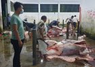 Polres Sibolga awasi dan chek pemotongan hewan kerbau dan lembu